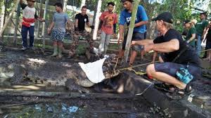 We did not find results for: Sempat Tak Terurus Di Tempat Penangkaran Swasta Di Bali Belasan Buaya Rawa Ini Dikirim Ke Lampung Tribun Bali