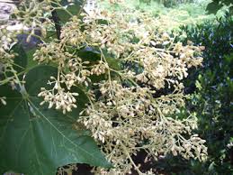 Image result for Firmiana