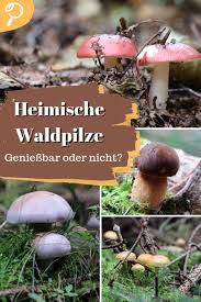 Sobald Sich Der Herbst Ankundigt Lockt Es Die Ersten Pilzesammler In Den Wald Oft Stellt Sich Dabei Die Frage Welche Pilze Waldpilze Geniessbare Pilze Pilze