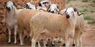 Eid ul azha is also called eid al adha in the arabic world. Officiel La Date De Aid Al Adha 2021 Au Maroc