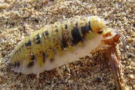 Assel Von Fuerteventura Porcellio Spinipes Crustacea Asseln Und Andere Krebstiere Insektenfotos De Forum Krebstiere Assel Tiere