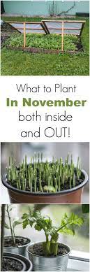 What To Plant In November Both Inside And Outside Growing Vegetables Plants Veggie Garden