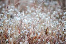 Image result for Eriocaulaceae