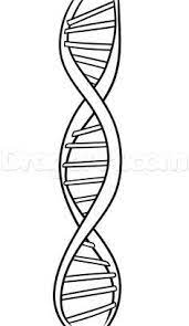 How To Draw Dna Step By Step Anatomy People Free Online Dna Art Dna Tattoo Dna Drawing