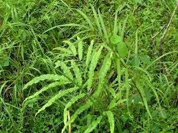 Image result for Pteris burtonii