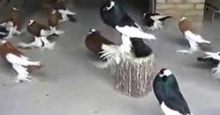 حمام نفاخ هو الحمام الوحيد من حيت الجمال والشكل birds bird doves