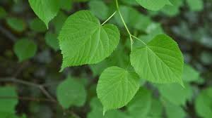 Crown gall is a bacterial disease caused by agrobacterium tumefaciens (syn. Large Leaved Lime Tilia Platyphyllos Woodland Trust