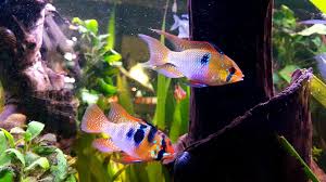 Mikrogeophagus altispinosus wird bis zu 8cm groß. Geschlechtsunterschied Beim Schmetterlingsbuntbarsch Alle Infos