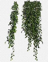 Wisteria flowers vine hand painted lace. Vine Vine Vine Leaves Png Pngegg