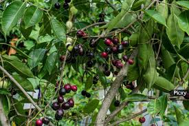 Image result for Syzygium cumini
