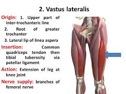 Pelvic & upper thigh anatomy. Anatomy Of The Front Of The Thigh Ppt Video Online Download