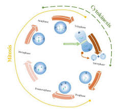 We did not find results for: Actomyosin Ring Wikipedia