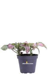 Image result for Pimpinella alismatifolia