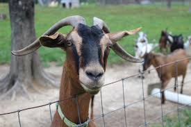 Visitors to this hotel were also interested in. Holly Tree Farm Home Facebook