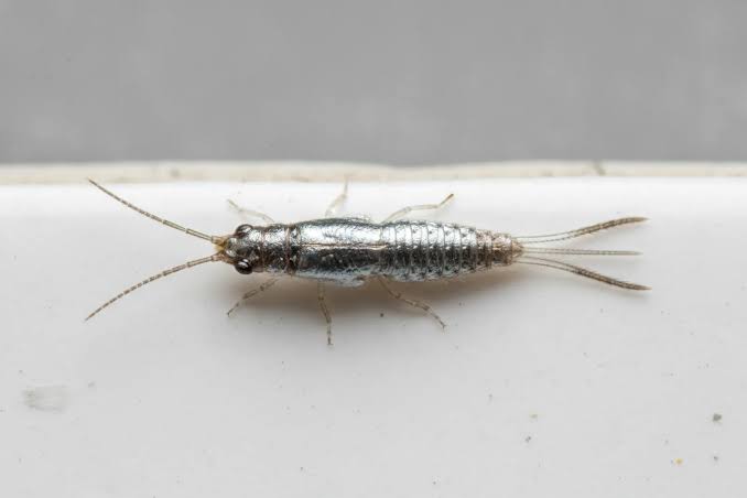 Silverfish in Spain: Why They Love Your Bathroom