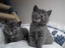 2 girls available to reserve. Pets Pakistan Blue British Shorthair Kittens