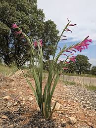 Image result for Gladiolus magnificus