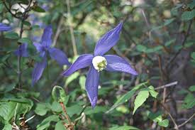 Image result for Clematis costata