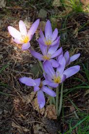 Rostlinný druh ocún jesenní, colchicum autumnale na stránkách fotodoma. Colchicum Autumnale Ocun Jesenni Botanicka Zahrada
