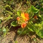 Image result for Crossandra fruticulosa