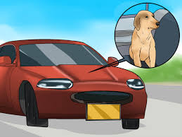How to calm a dog down. 3 Ways To Calm A Nervous Dog In The Car Wikihow