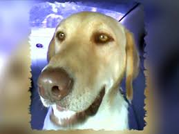 Service area:fort bend & harris counties. Swarm Of Bees Attack Man Kill Dog In Houston Cbs News