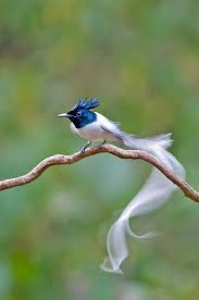 White Morph Asian Paradise Flycatcher Terpsiphone Paradisi In India By Doraiswamy Swethadri Kus Hayvanlar Ve Rengarenk Kuslar