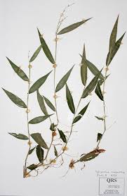 Image result for Oplismenus