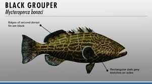 Grouper Identifier Fishtrack Com