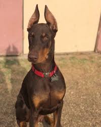California dog & cat hospital is pleased to serve stockton, ca and the surrounding areas. California Dog Cat Hospital 848 S California St Stockton Ca Veterinarians Mapquest