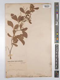 Image result for Searsia tenuinervis