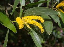 Image result for Acacia afra