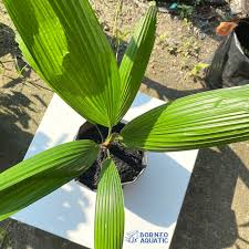 Image result for Licuala grandis