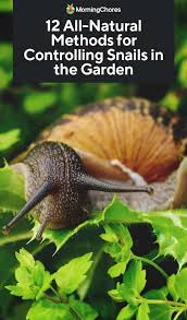 Maybe you would like to learn more about one of these? 12 All Natural Ways To Get Rid Of Snails And Slugs In The Garden Snails In Garden Slugs In Garden Snail