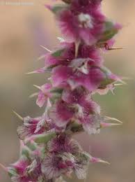 Image result for Salsola kali