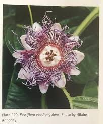 Image result for Passiflora quadrangularis