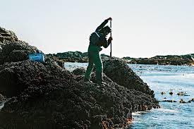 53 фразы в 22 тематиках. Hunting Gooseneck Barnacles On Vancouver Island Departures
