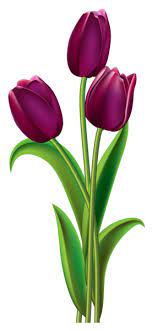 Gambar Bunga Tulip Png Free Download Free Transparent Png Logos