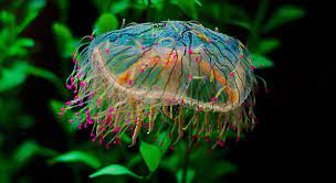 Flower Hat Jellyfish Viewing Gallery Flower Hats Millie Marotta Tropical Wonderland Animals Images