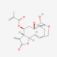 Image result for Distephanus biafrae