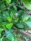 Image result for Psychotria djumaensis