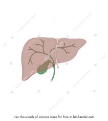 When bile ducts become damaged, bile can back up into the liver, causing damage to liver cells. Biorender Life Science Icons