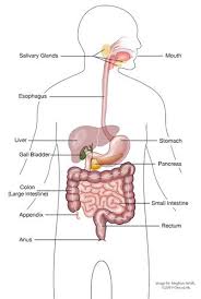 All About Gastric Cancer Oncolink