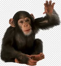 Come here for all the picmonkey tutorials, tips, and inspiration you need to create your best photos, designs, and social posts. Monkey Silhouette Sale Sticker Sticker Monkey Baby Monkey Price Sticker 808468 Free Icon Library