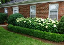 Green Velvet Boxwood Buxus X Green Velvet From Saunders