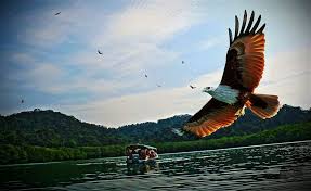 Hal ini berkaitan dengan perawakannya yang gagah, mata yang tajam dan kemampuannya yang mengagumkan. Langkawi Permata Kedah Gambar Helang Di Sekitar Pulau Langkawi Ketika Aktiviti Memberi Makan Ketika Island Hopping Facebook