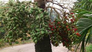 Rahasia keperkasaan pria untuk proses. File Buah Pinang Hias 4 Jpg Wikimedia Commons