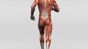 The gastrocnemius is the larger calf muscle, forming the bulge visible beneath the skin. Hamstring Muscles And Your Back Pain