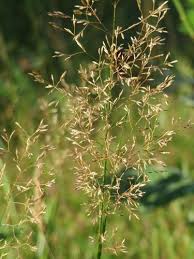 Image result for Agrostis pilgeriana