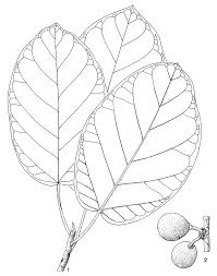 Image result for Ficus bubu